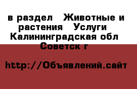  в раздел : Животные и растения » Услуги . Калининградская обл.,Советск г.